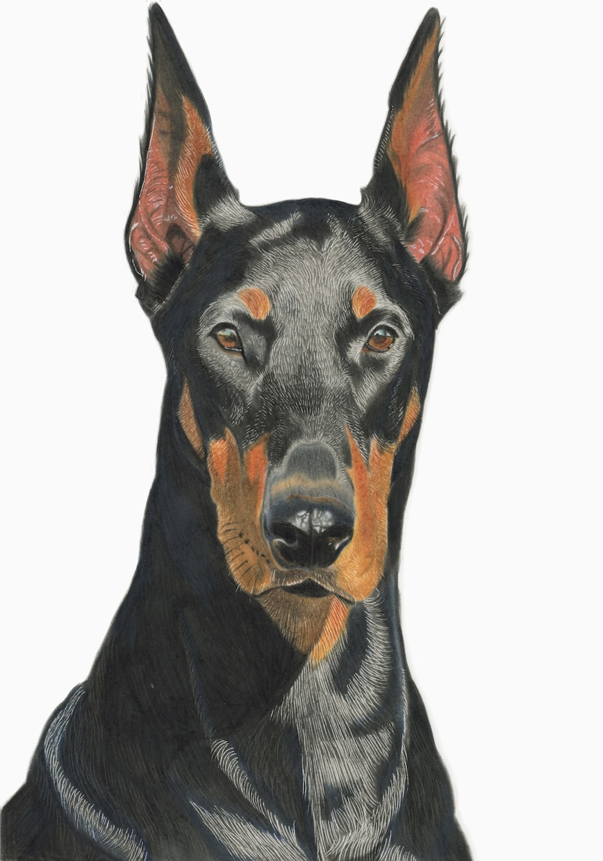 色鉛筆でリアルな動物を描きます 動物園取材×解剖学ベース、毛並み一本まで描き込む本格派 イメージ1