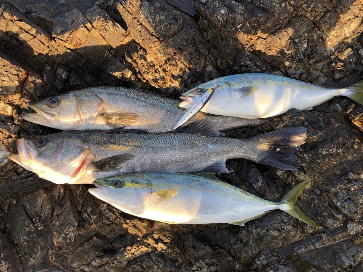 淡路島、明石、和歌山の釣りポイント教えます 関西近郊の釣りポイント教えます青物、スズキ、ヒラスズキ等 イメージ4
