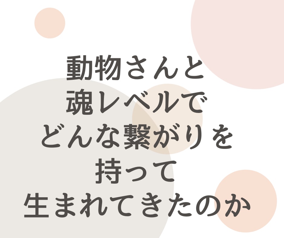 今日からできる過去世リーディングスキル教えます 自分とペットの魂レベルの深い繋がり、今世での目的と役割を知る イメージ7