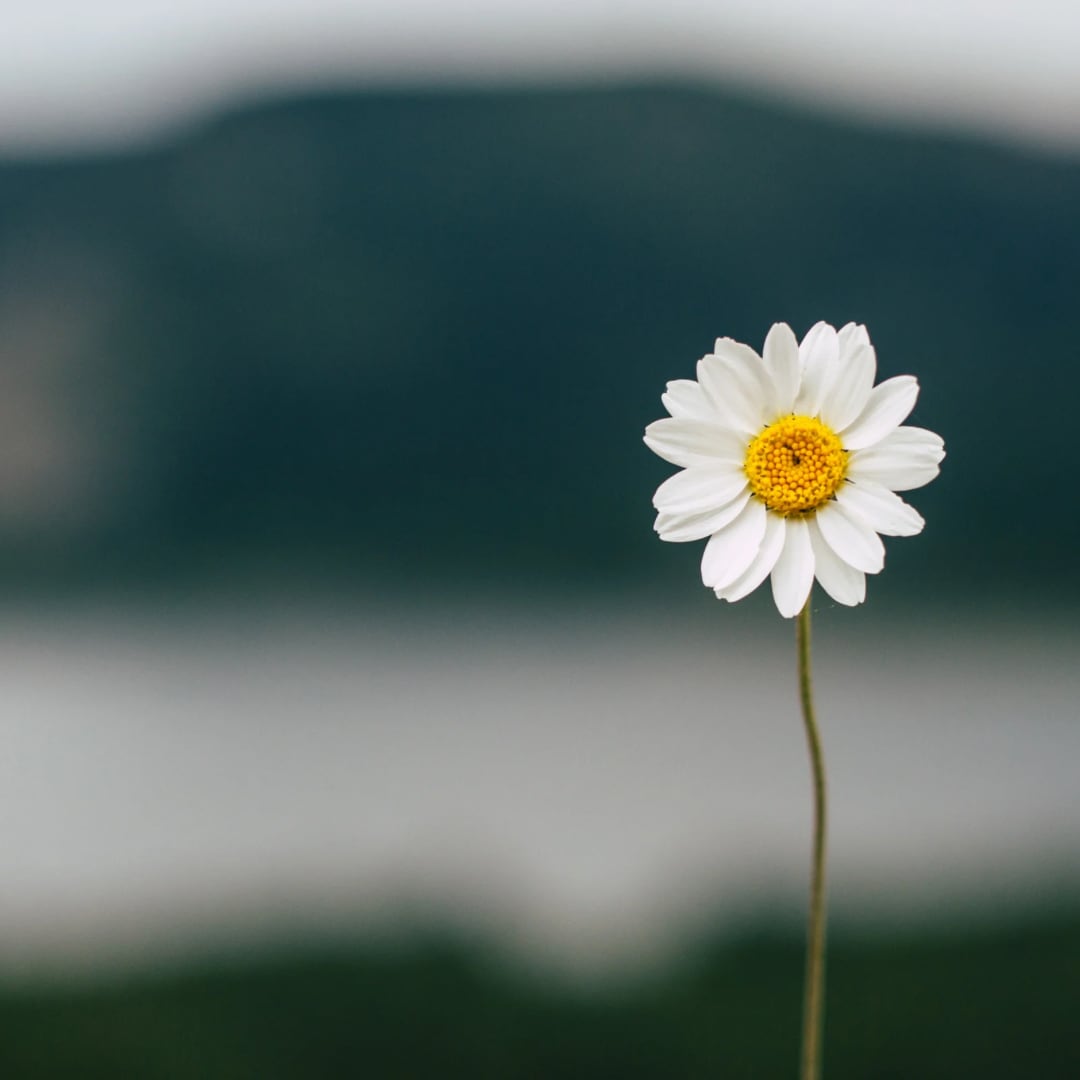 あなたの生まれ持った性格や特性を詳細に解説します あなたの本質を解き明かす！四柱推命で見える本当の自分 イメージ1