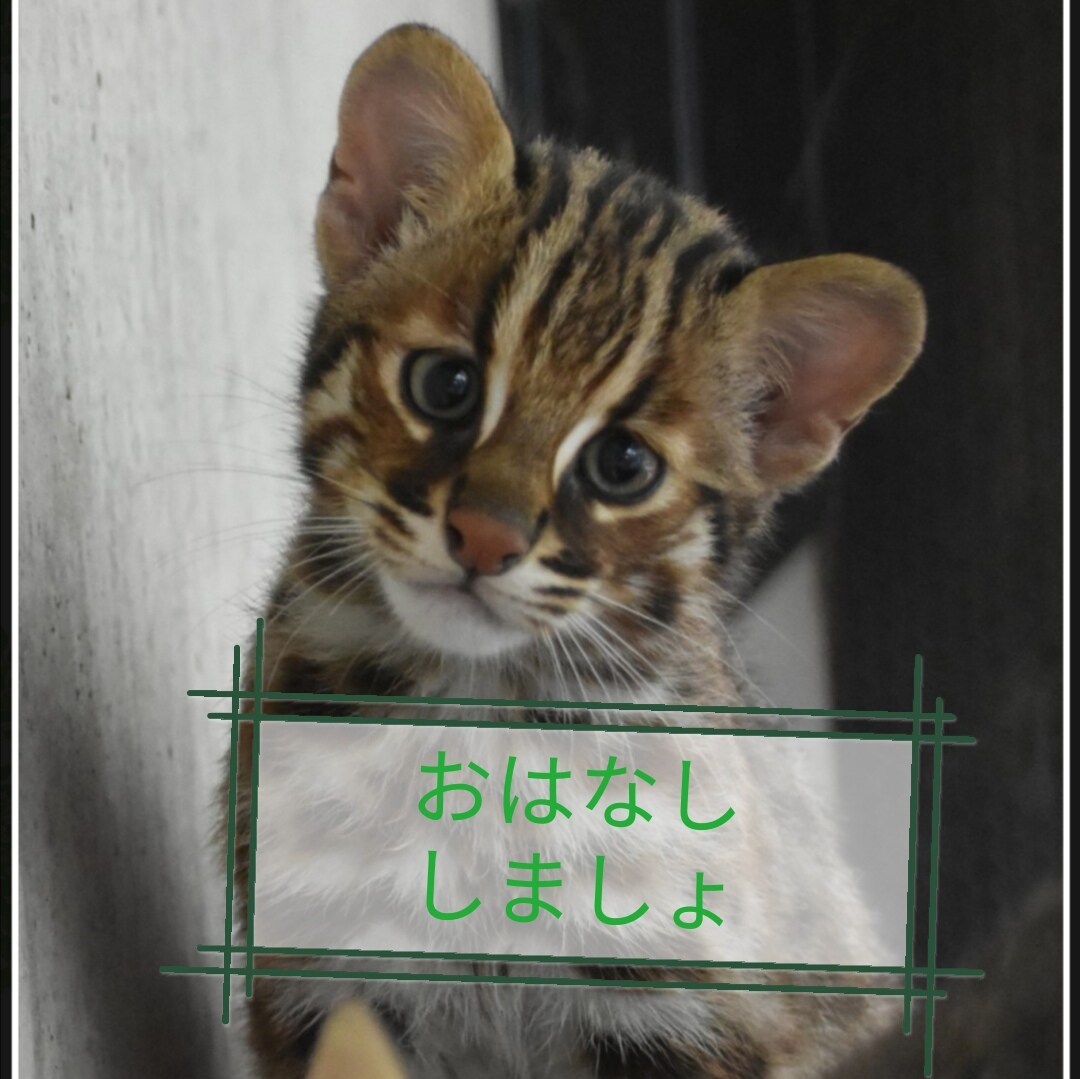 もしもしさつきさん！！お喋りします 愚痴でも惚気でも どう転がるかは予測不能 イメージ1