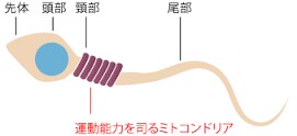 究極の妊活方法教えます ミトコンドリアを活性化させ最適な妊活方法を知りたい不妊の方へ イメージ1