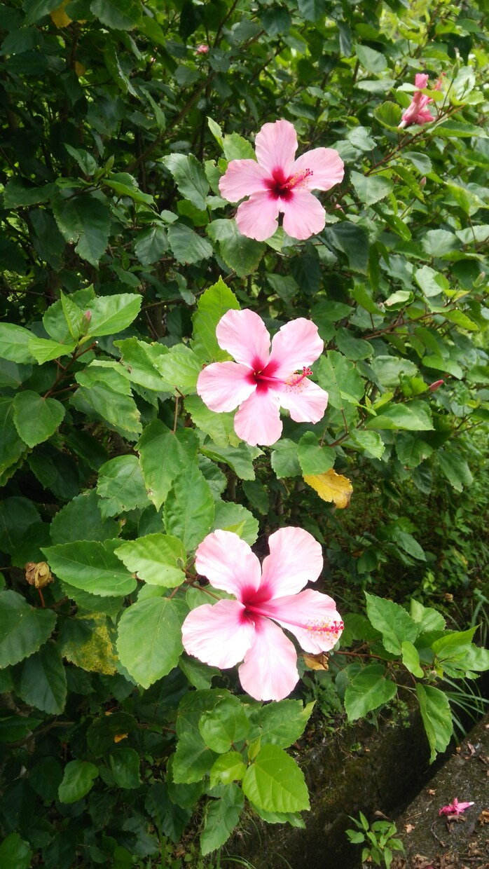 あなたの強みを一緒にお探し致します 面接で好感度アップさせてみませんか？ イメージ1