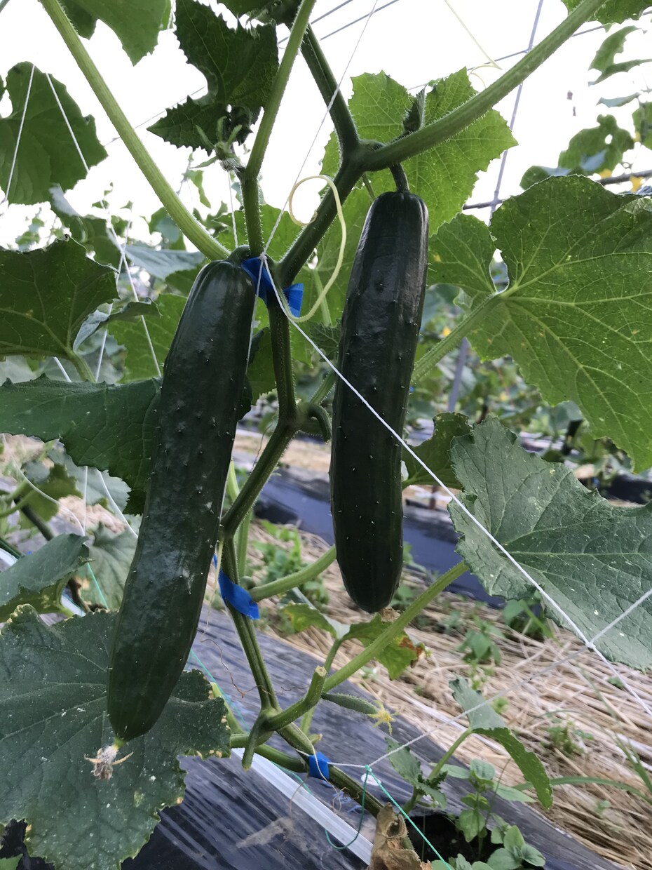 身体の症状に合ったお野菜教えます 野菜ソムリエプロが貴方の健康をちょっと手助け♪ イメージ2