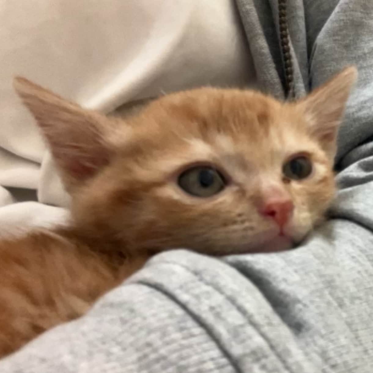 うちの子がいちばん！愛猫の自慢話聞きます 愛猫とのエピソード、特技、猫愛なんでもお話しください♪ イメージ2