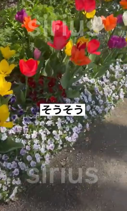 アフィリエイターがTikTok広告・動画編集します 28日で1万フォロワー実績あり！バズり要素も加味して制作 イメージ8