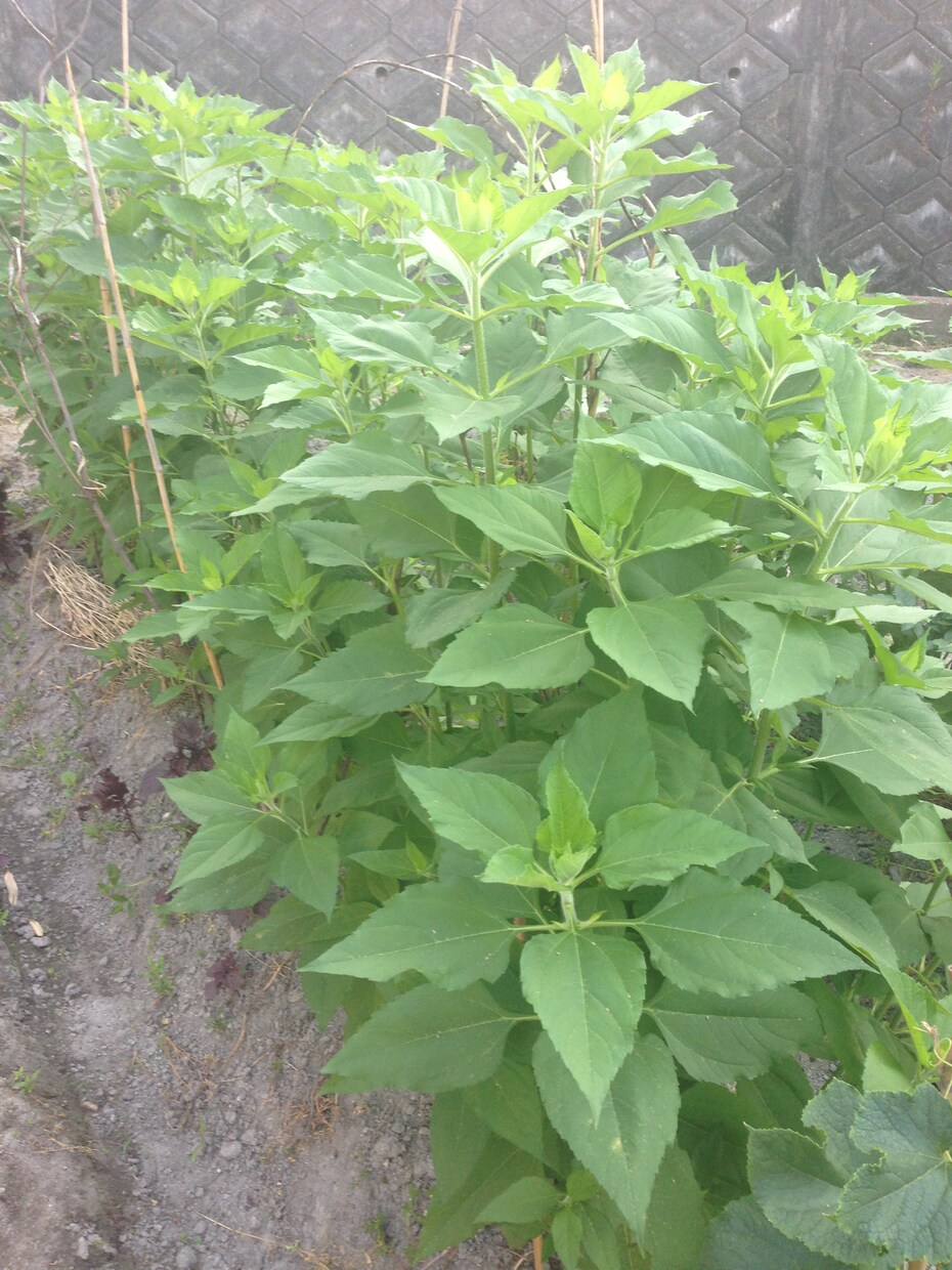 お庭に菜園を作りませんか？ イメージ2