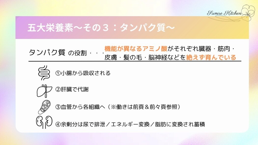 子育てに役立つ栄養学の基礎知識を提供します 元気で賢い子に育てたいなら知っておきたい【タンパク質】の基本 イメージ3