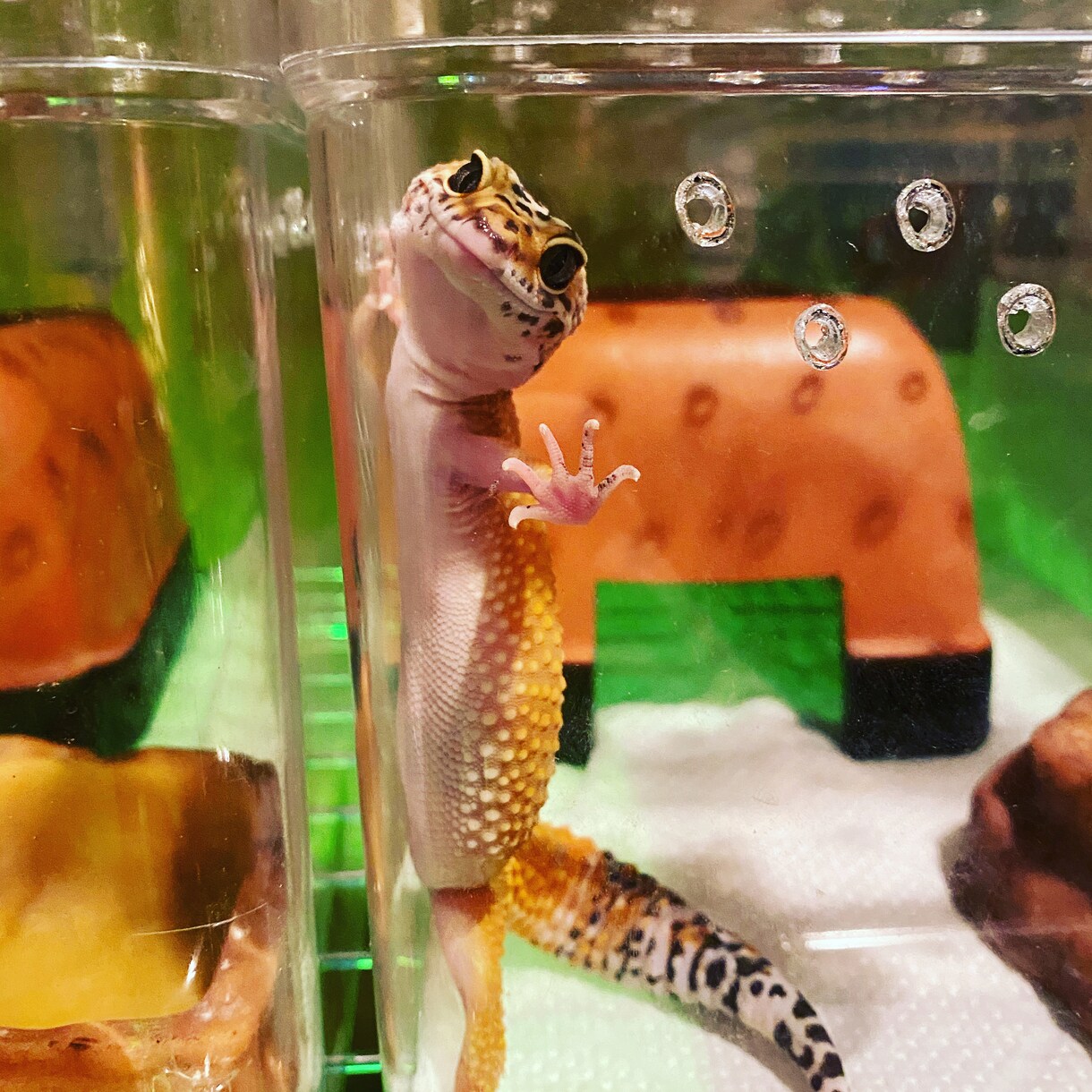 魚、昆虫、爬虫類など生き物の飼育方法をお教えします 動物専門学生が解説！？様々な生き物の飼育方法！ イメージ4