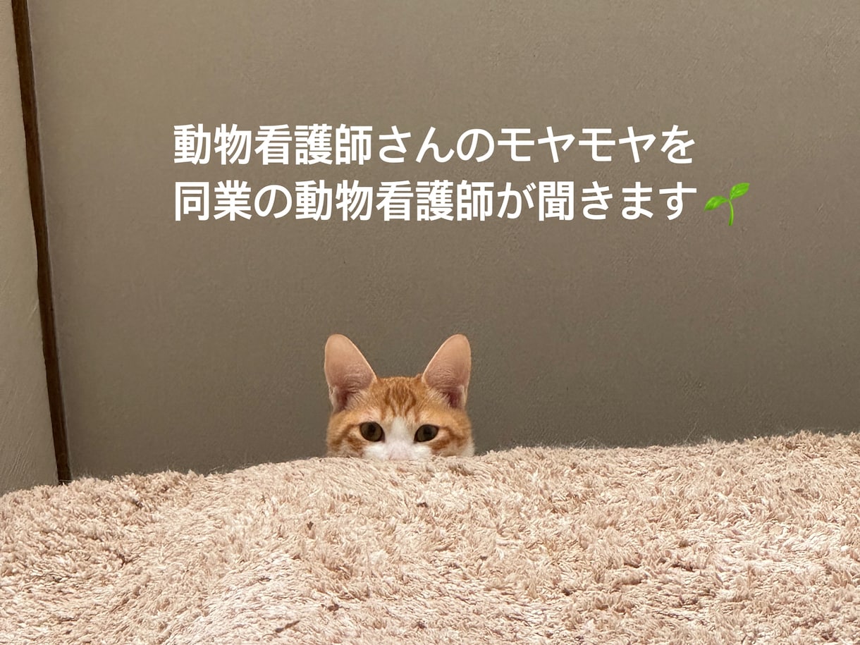 動物病院勤務5年の看護師が同業さんの悩みを聞きます 同業の方でも今勉強中の学生さんでも大歓迎です！ イメージ1
