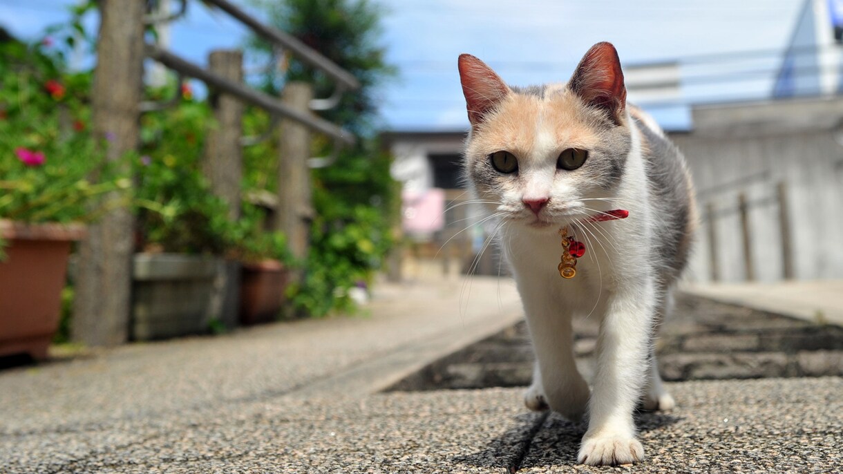5枚までこの価格！！写真、画像の背景を切り取ります 人、動物、料理など背景をなくすことができます！ イメージ1