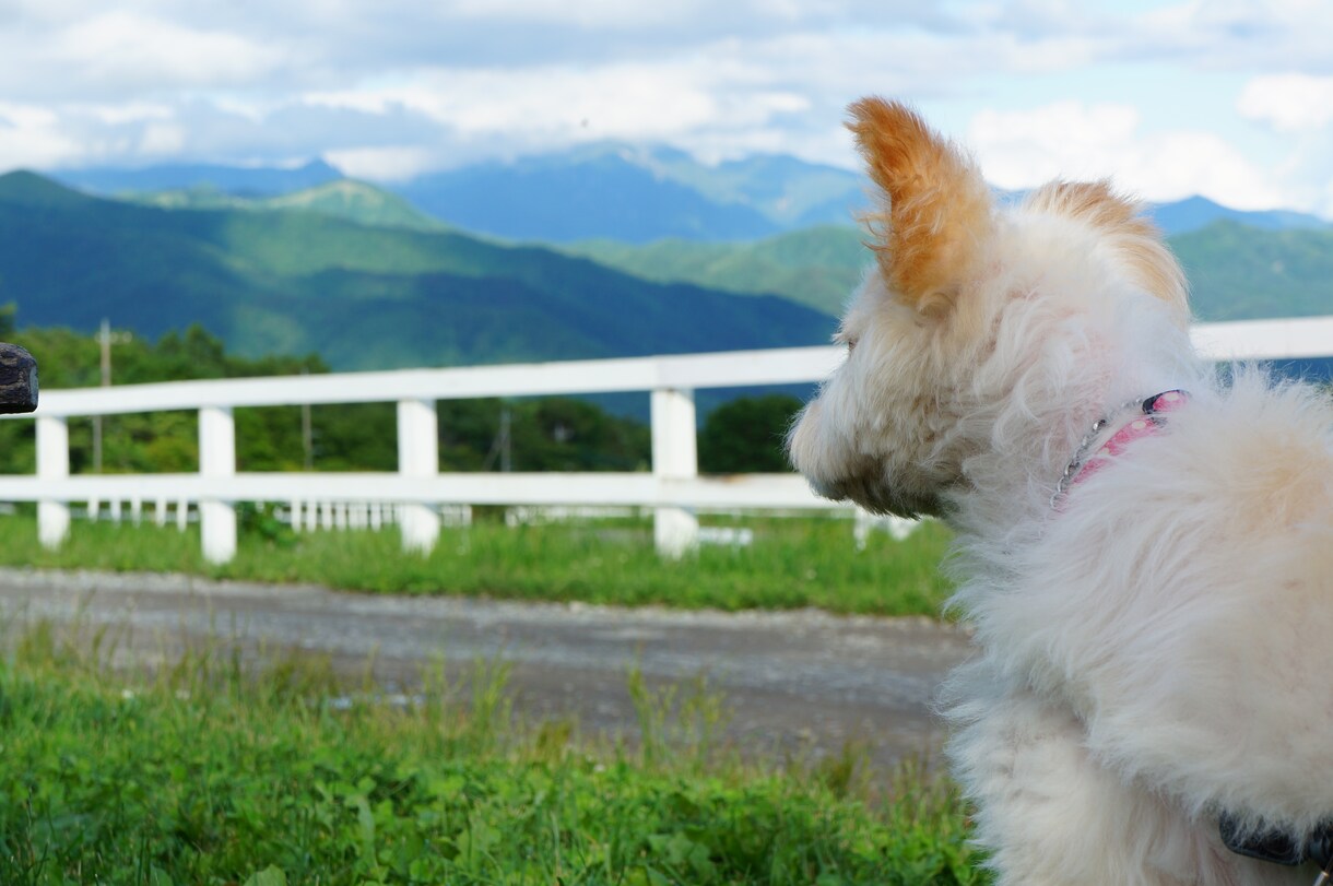 愛するペットのお写真を可愛く撮影します データだけでなくフォトアルバムもセットでお渡しします！ イメージ8