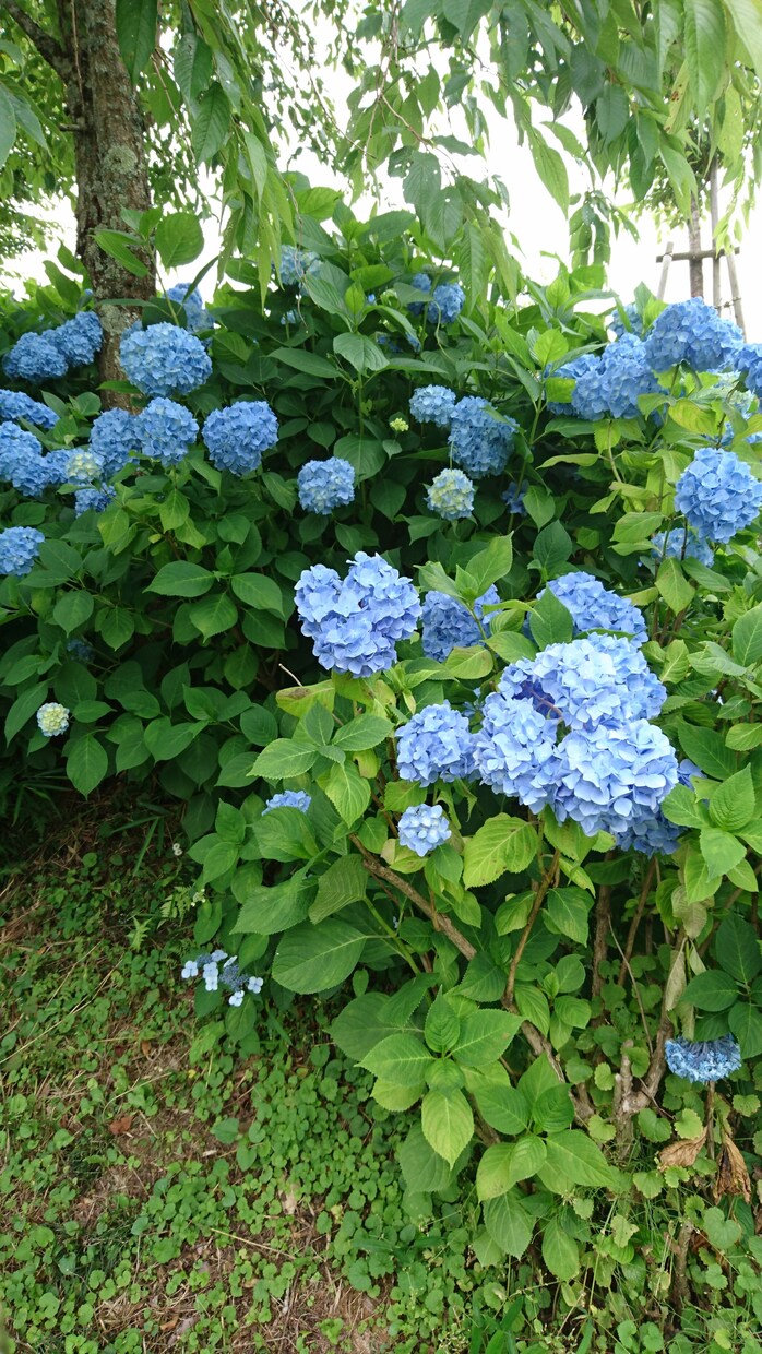 あなたの心の悩みをお聞きます いつも心が重く悩んでいるあたなたへあなたらしく生きるために イメージ1