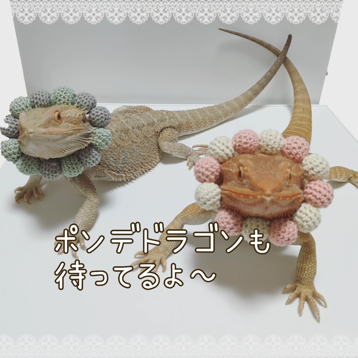あなたのお話を関西の動物大好き主婦が聞きます たった5分だけでもお話聞きます！気楽にお話しましょう。 イメージ3