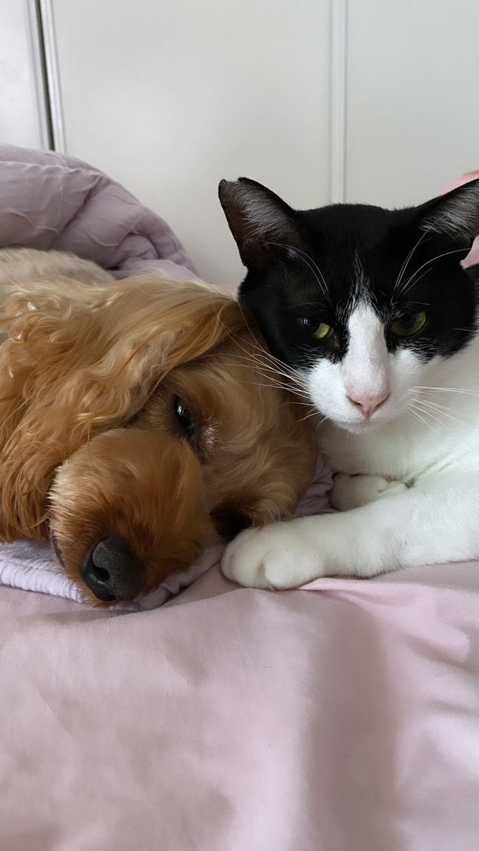愛犬・愛猫など貴方のペットの気持ち霊視鑑定します お家・天国にいる貴方のご家族のペットちゃんの気持ちを視ます。 イメージ2