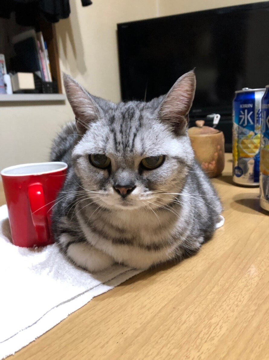 猫ちゃんに関する事を伝えます 猫ちゃんの困った事やクセ  脱走  なんでも  相談します イメージ4