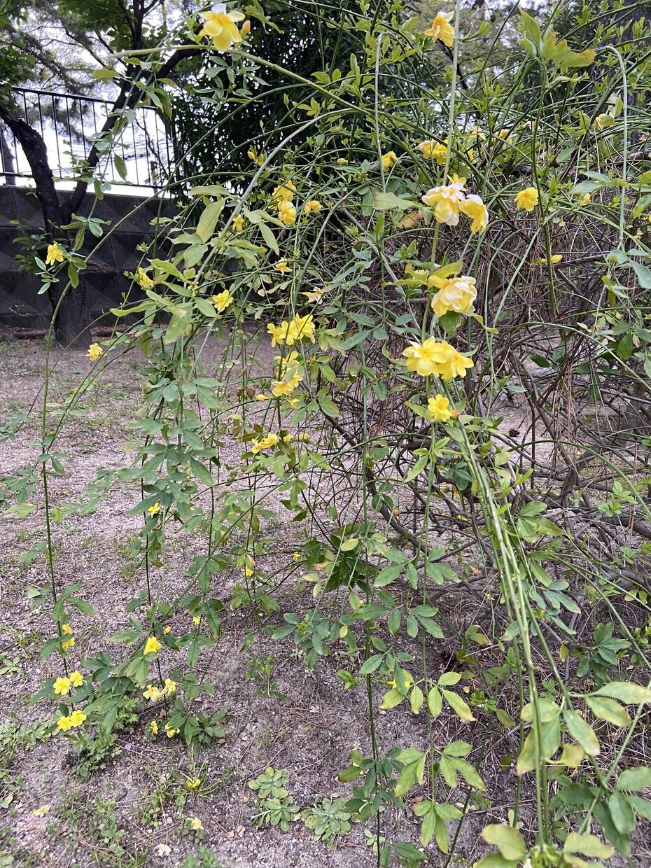 恋のお話しうかがいます 複雑恋愛など恋のお悩みお聞きします イメージ1