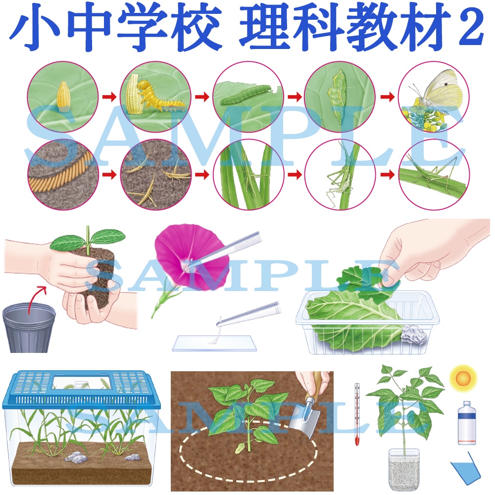 １ランク上のクオリティで理科教材の図版を描きます 植物、昆虫、魚類などの生物から理科の実験器具まで制作します。 イメージ2