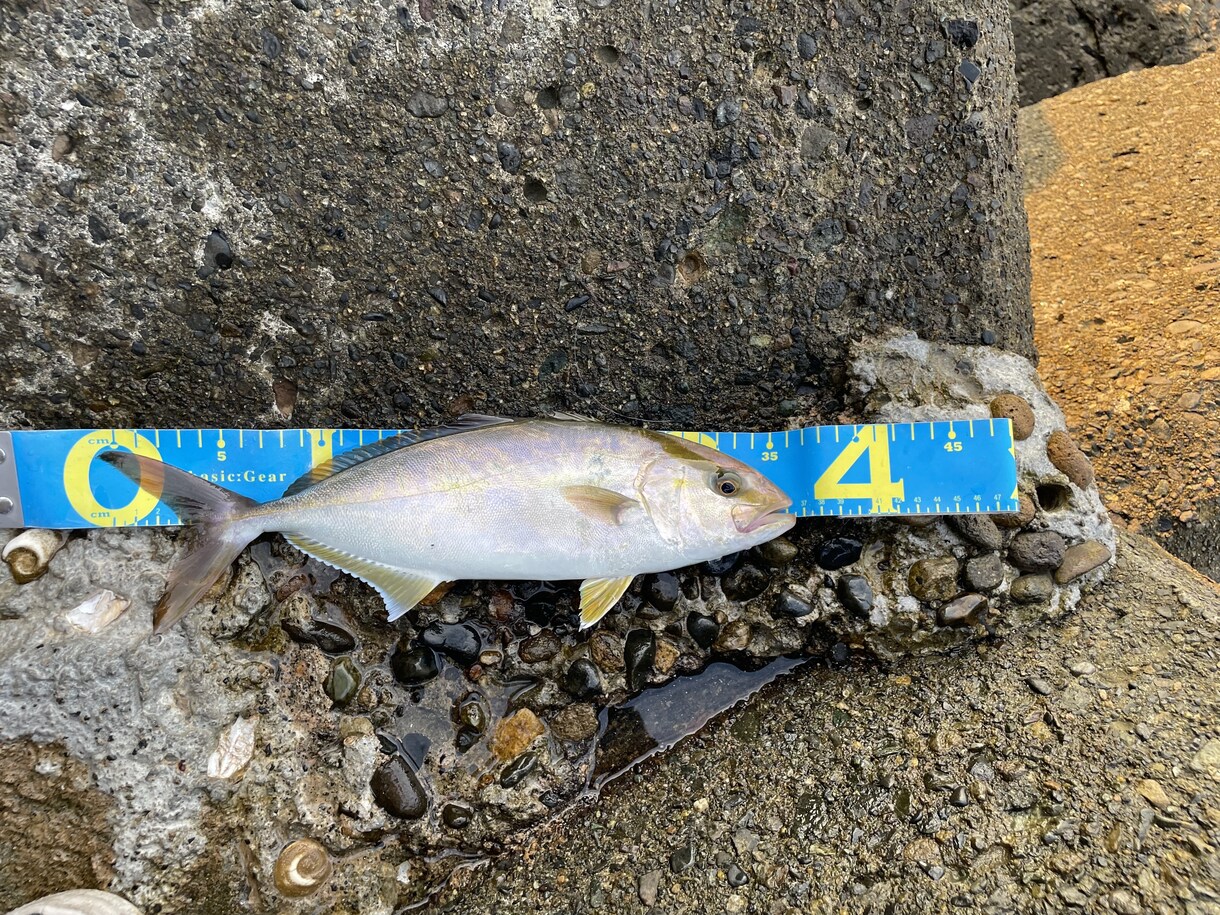 初心者向けのルアーフィッシング道具を選びます 1本のロッドで【なんでも釣りたい】欲張りさん必見です！ イメージ10