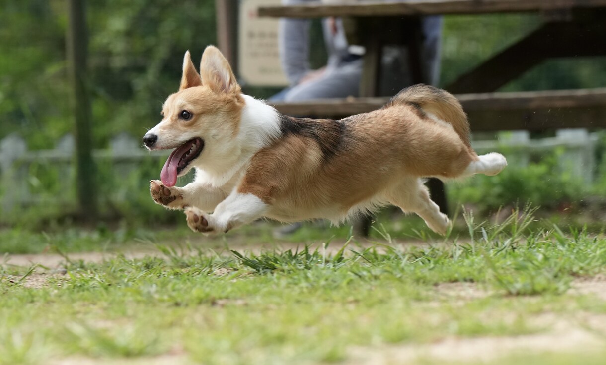 広島のドッグランで浮いてる犬の撮影をします ソニーのハイエンドカメラで一瞬を切り取ります イメージ1