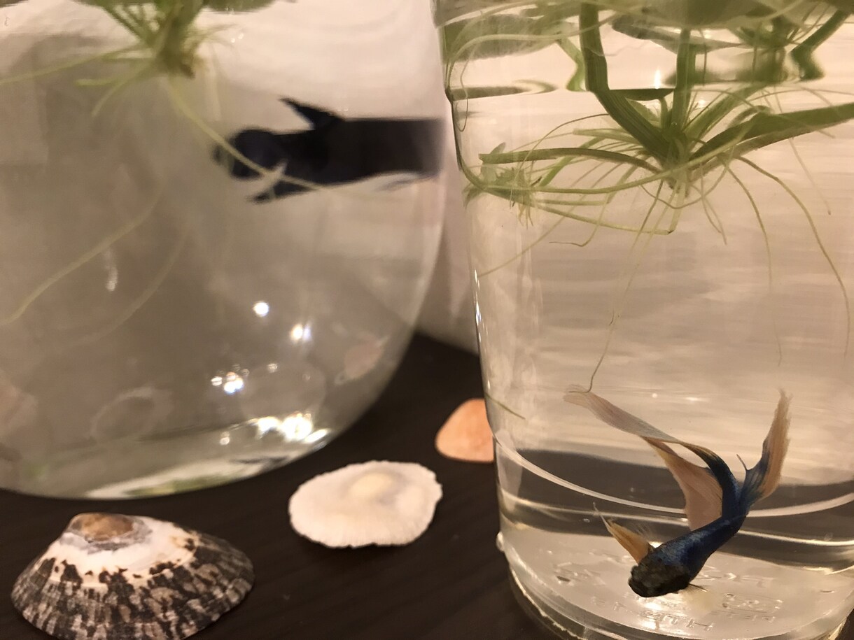 率直に風変わりな視点をお伝えします ！人生の分かれ道にいて、身近な方の助言に葛藤している方へ イメージ1