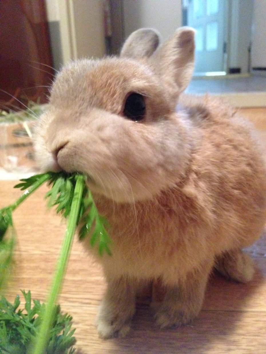 うさぎさんの飼い方アドバイスします うさぎ専門シッターがあなたの大切なうさぎさんのお悩み解決！ イメージ3