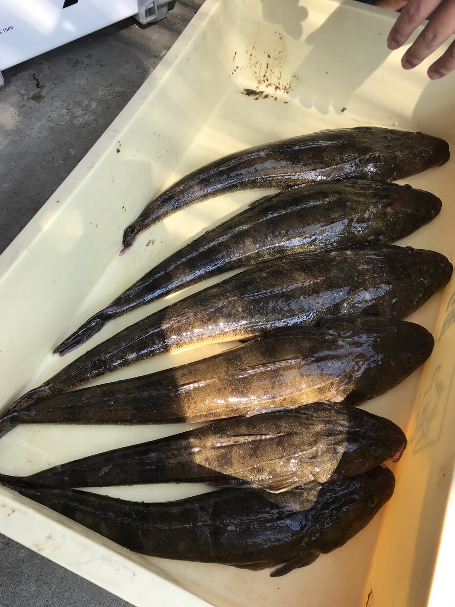 はじめての魚釣り！をお手伝いします 魚釣り、何からすれば良いの？をレクチャーします！ イメージ4