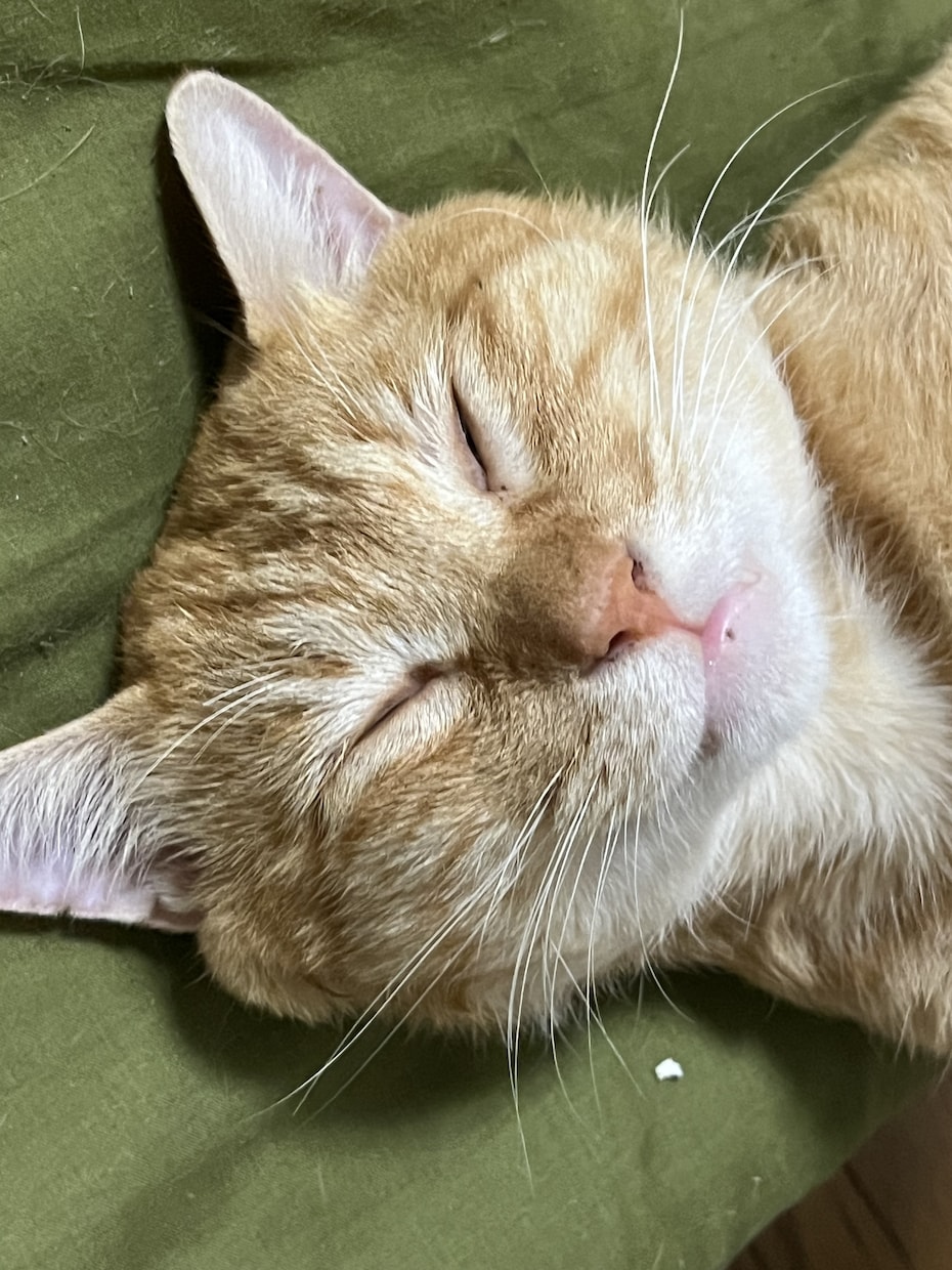 猫の飼い方を教えます 猫を飼って数年今では五匹の猫を飼っています イメージ1