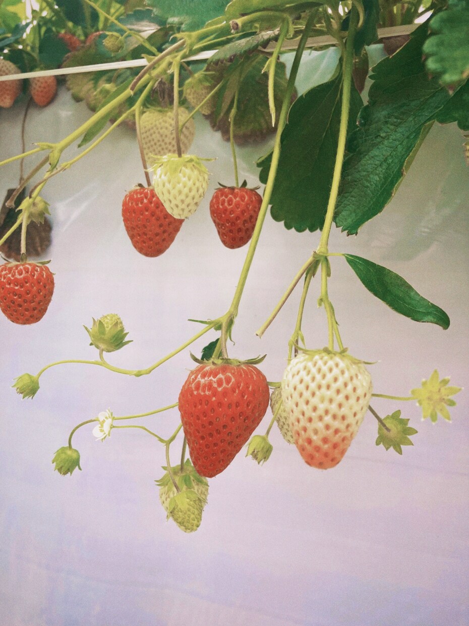 人物写真の美化加工やフィルムカメラ風加工いたします 「お気に入りの写真が盛れてない…」という方、お任せください！ イメージ4