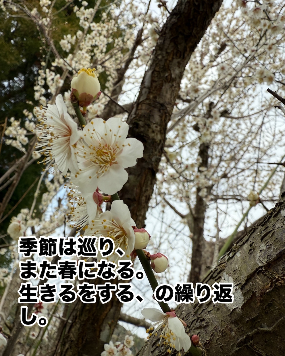癒しの写真に心に響く詩をつけます Be happy。誰もが抱く夢と希望。ありのままを探して。 イメージ2