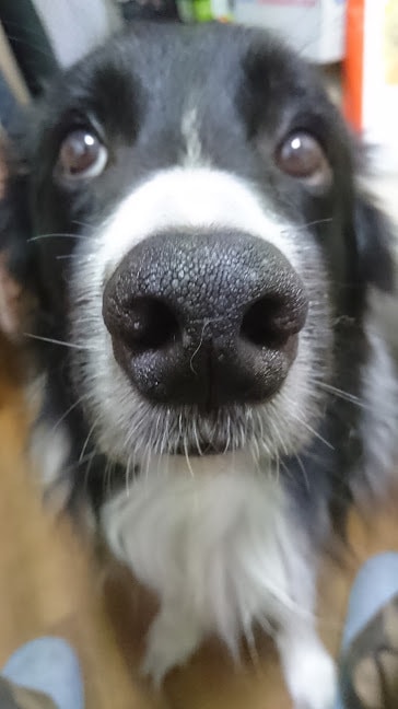 子犬を良い子に育てる10のポイントをお教えします ペットケアアドバイザーの私から、大切な育て方の方法を伝授 イメージ1