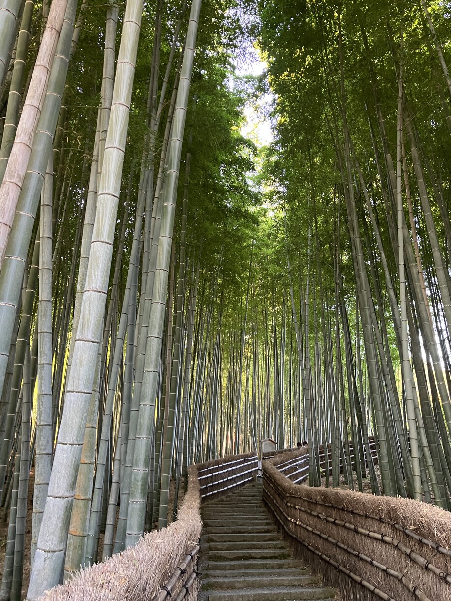 観光客の知らない京都の穴場旅行プランを作成します 最適な京都旅行プランを作成。日本語・英語対応可能です。 イメージ2