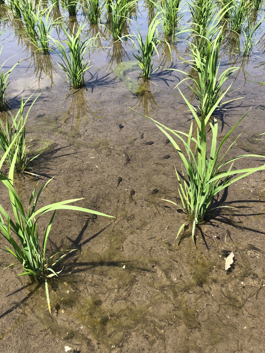 今まさに！！田んぼのお悩み解決します しつこい雑草や害虫などでお悩みの方へ！ イメージ1