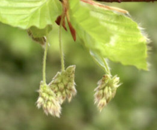 今の感情を癒すフラワーレメディを選びます 自然の中で育った植物のエネルギーで心を癒してみませんか？ イメージ2