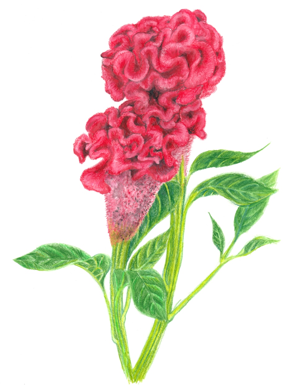 アナログイラスト！色鉛筆画で動物、植物を描きます AIイラストでは出せない味のある&温もりのある手描きイラスト イメージ10