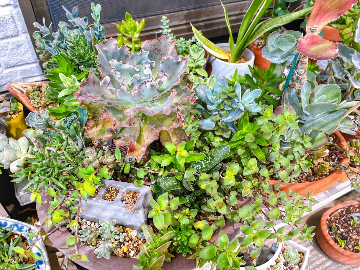 多肉植物の寄せ植え、お届けします 自家製多肉植物、管理方法とともにお届けします！ イメージ3