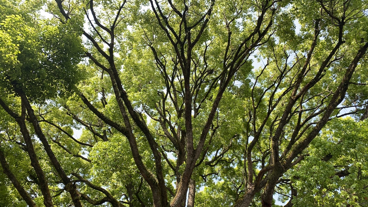 貴方の魂を神の領域にお連れします 豊富な霊能力を使い分けて　貴方の悩みをアシストさせて頂きます イメージ1