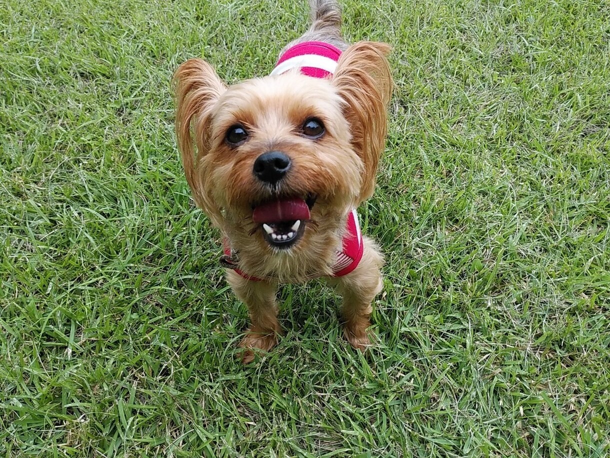 ペットの飼育相談にのります 多頭飼い5年目のワンコ大好き主婦です！ イメージ3