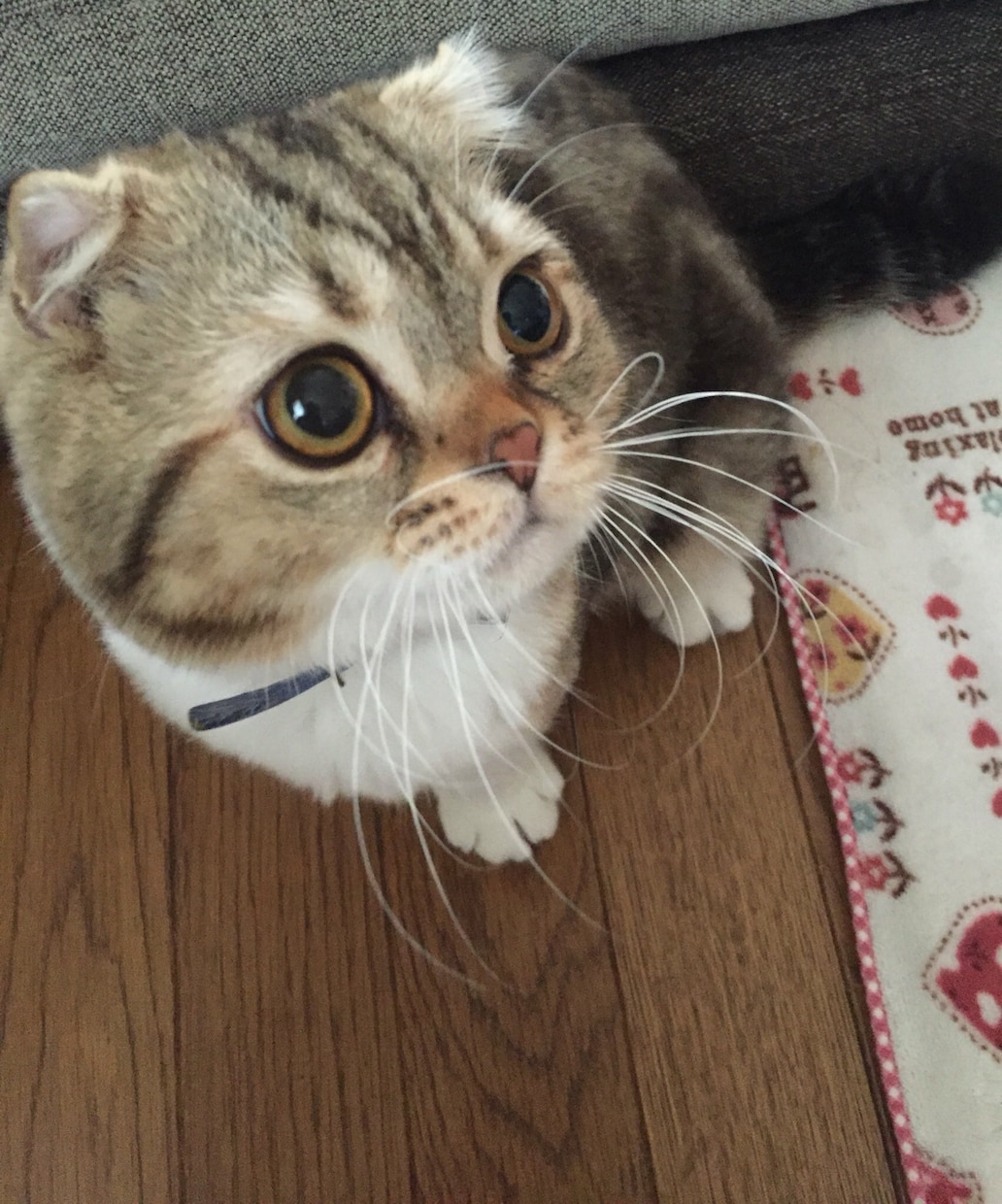 ペットに関するご相談承ります 動物に関する相談等、お悩み事に対しての解決策をお手伝いします イメージ6