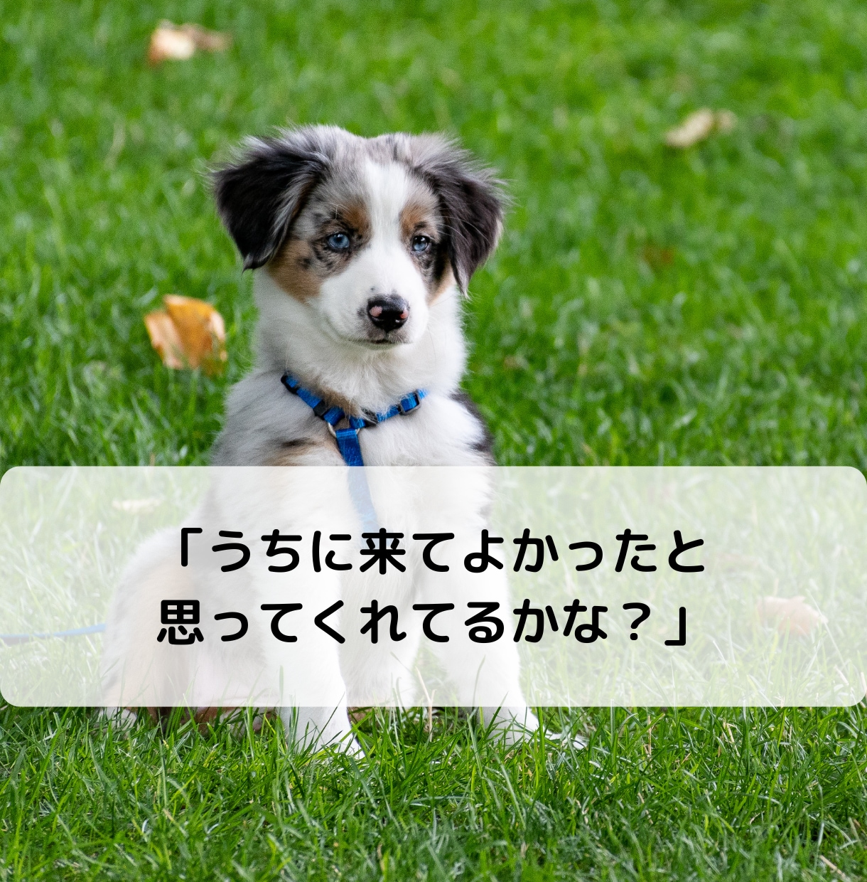 愛するペットの本音を知りたい！サクサク鑑定します 【先着10名様！】実績4600件のスピード鑑定♪ イメージ3