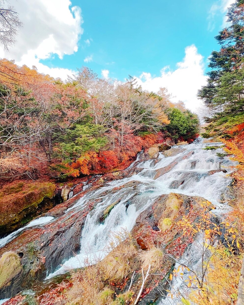 欲しい素材がありましたら提供致します 自然、動物等を主体に撮っております。 イメージ1