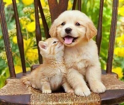 電話でお話ししてエネルギーを調整しヒーリングします 人もペットも邪気を抜いて本来の姿へ イメージ4