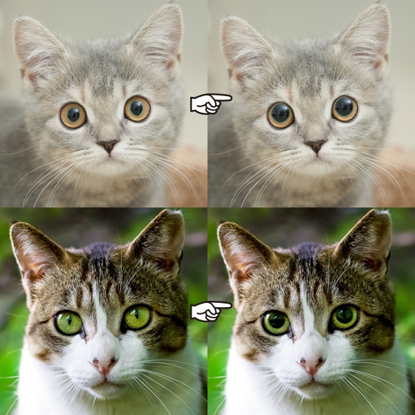 猫ちゃんの写真修正★瞳孔デカ目★にします うちの子もっとスゴイんです！惜しい写真を自慢の一枚に イメージ2