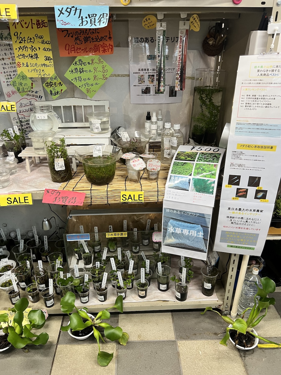 水草、メダカの育て方教えます 水草歴10年フリマアプリ販売数　年1万本 イメージ4