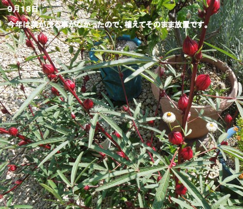 花の種　いろいろ　選べます 自家栽培の種ですが、いろいろあります。 イメージ7