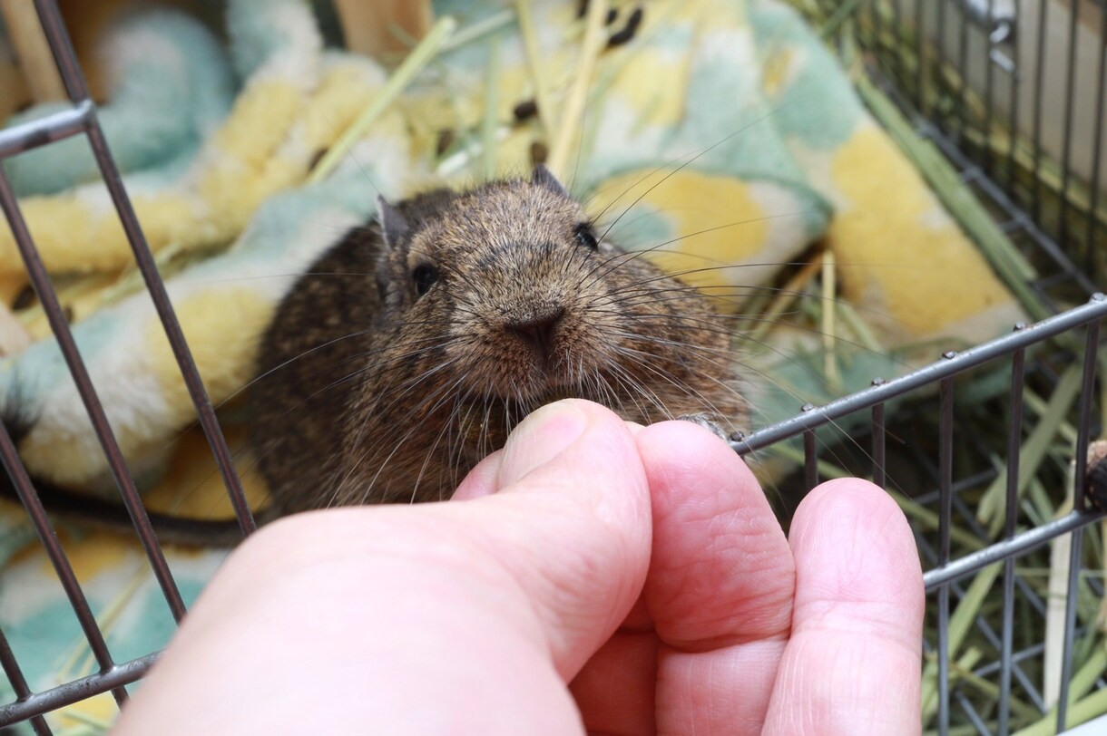 わんちゃん、ねこちゃんの相談乗ります 動物看護師がわんちゃん、ねこちゃんのお悩み相談乗ります！ イメージ5
