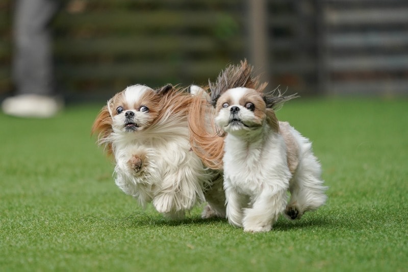 初心者歓迎♪愛犬写真のお悩みにプロがお答えします 愛犬カメラマン歴15年。設定や撮り方などアドバイスします！ イメージ1