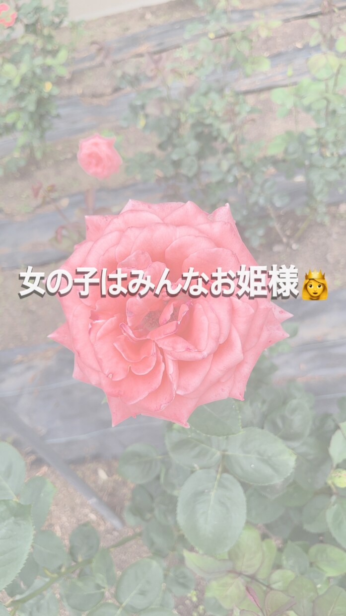 恋愛、片想いの相談承ります 思考、物事の捉え方の癖を変えるだけで世界が変わる！ イメージ1