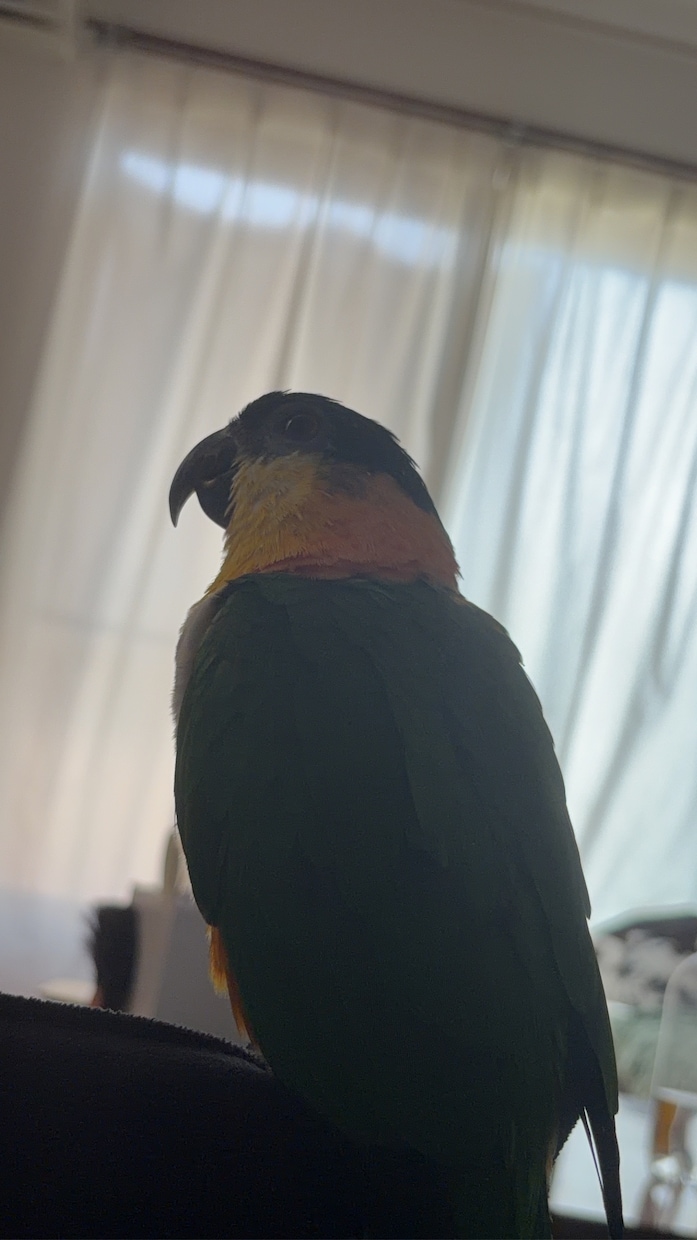 愛鳥家さんの親バカ話・お悩み聞きます 鳥好きだからこそ分かる気持ち、聞かせてください☺︎ イメージ3