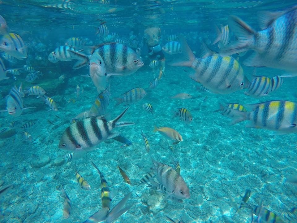 セブ島の旅行プラン提案します セブ島に綺麗な海を求めて行くあなたへ イメージ3